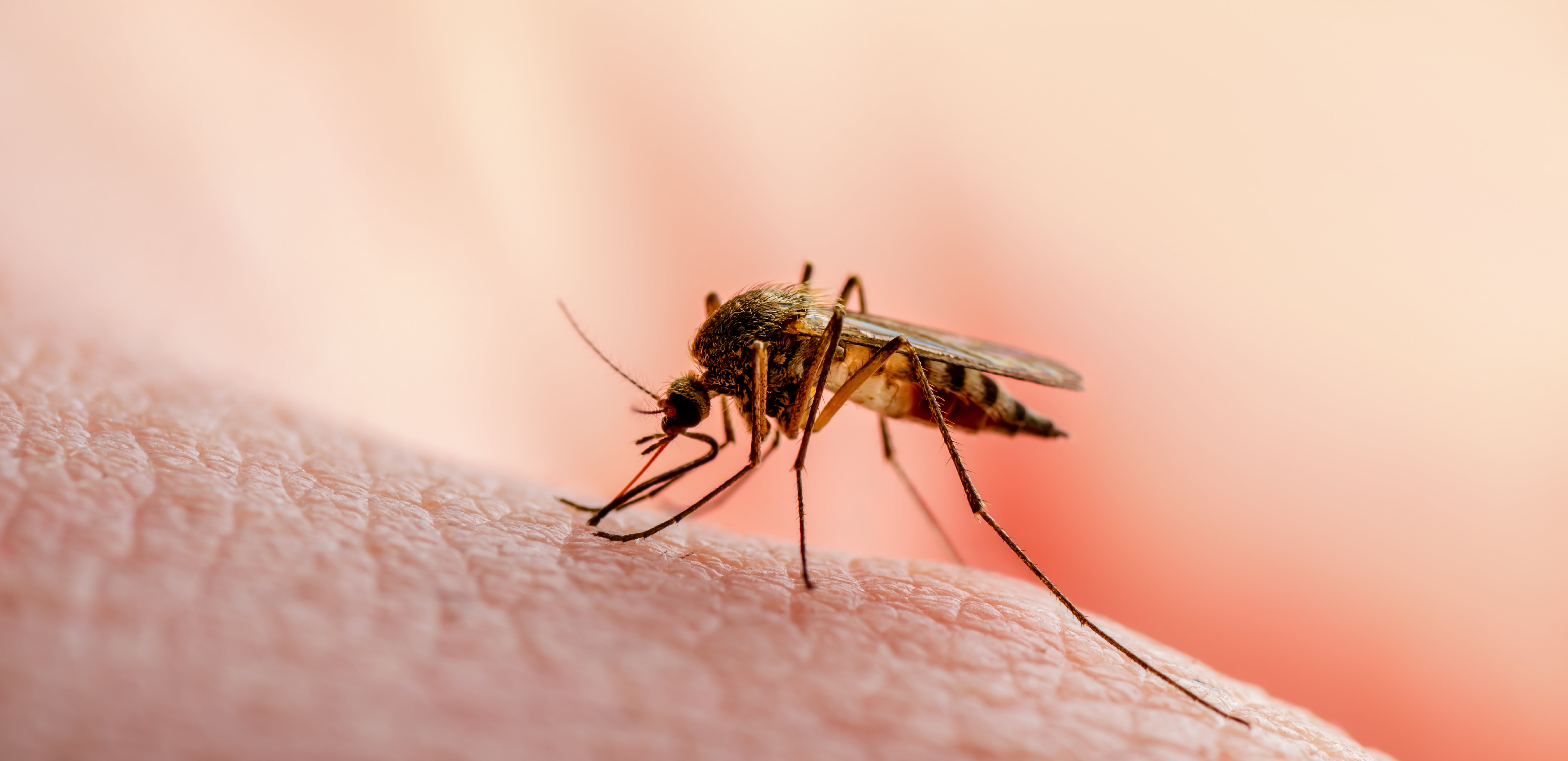 ¿Un mosquito puede transmitir enfermedades?